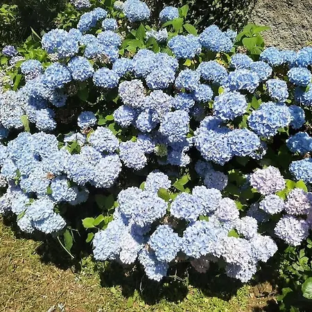 Holiday home La Petite Maison *